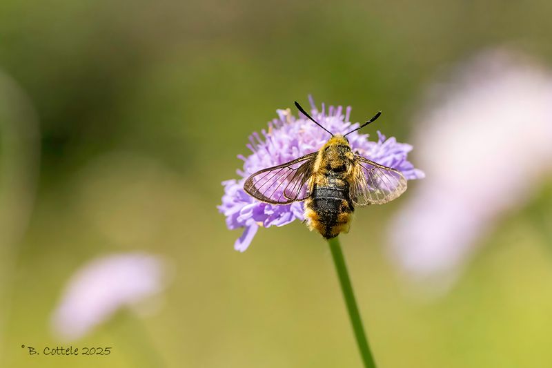 Hommelvlinder - Narrow-bordered bee hawk-moth - Hemaris tityus