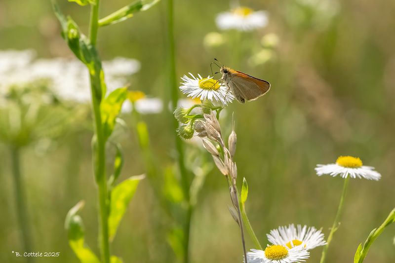 Zwartsprietdikkopje - Essex skipper - Thymelicus lineola