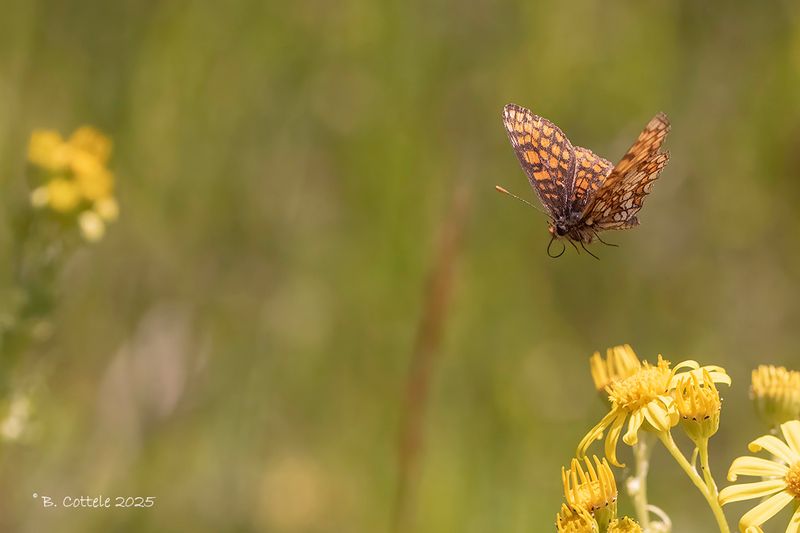 Steppeparelmoervlinder - Nickerl's fritillary - Mellicta aurelia
