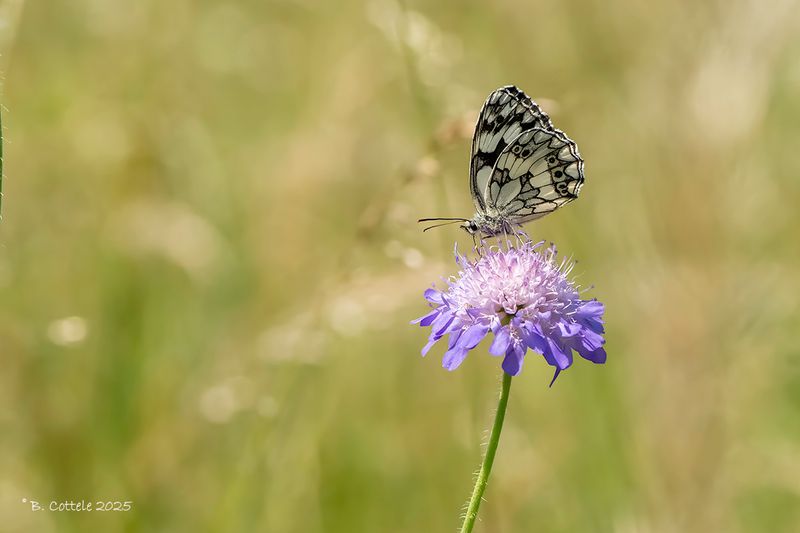 Dambordje - Marbled white - Melanargia galathea