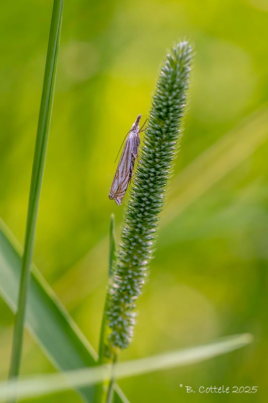 Vroege grasmot - Crambus lathoniellus