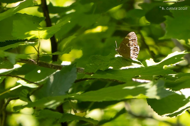Boszandoog - Woodland brown - Lopinga achine