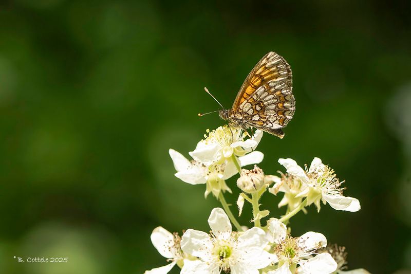 Bosparelmoervlinder - Heath fritillary - Mellicta athalia