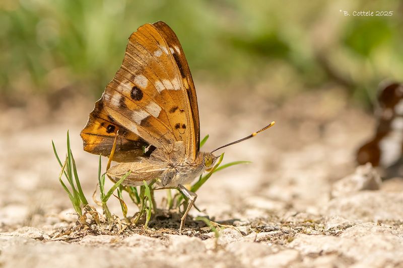 Kleine weerschijnvlinder - Lesser purple emperor - Apatura ilia
