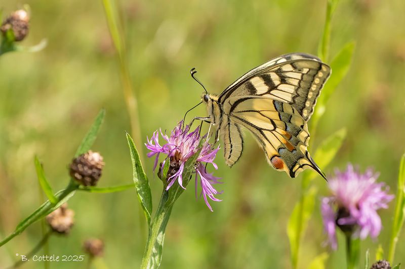 Koninginnepage - Old World swallowtail - Papilio machaon