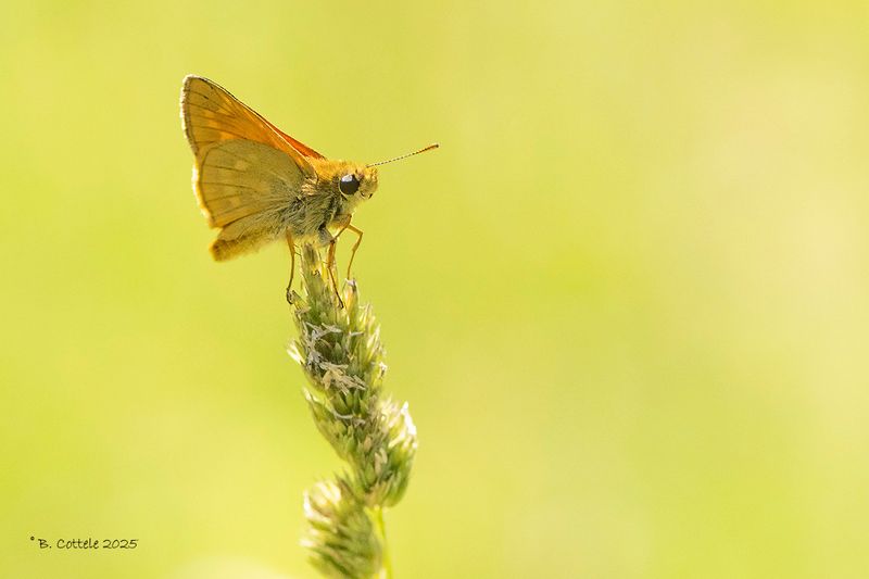 Groot dikkopje - Large skipper - Ochlodes sylvanus