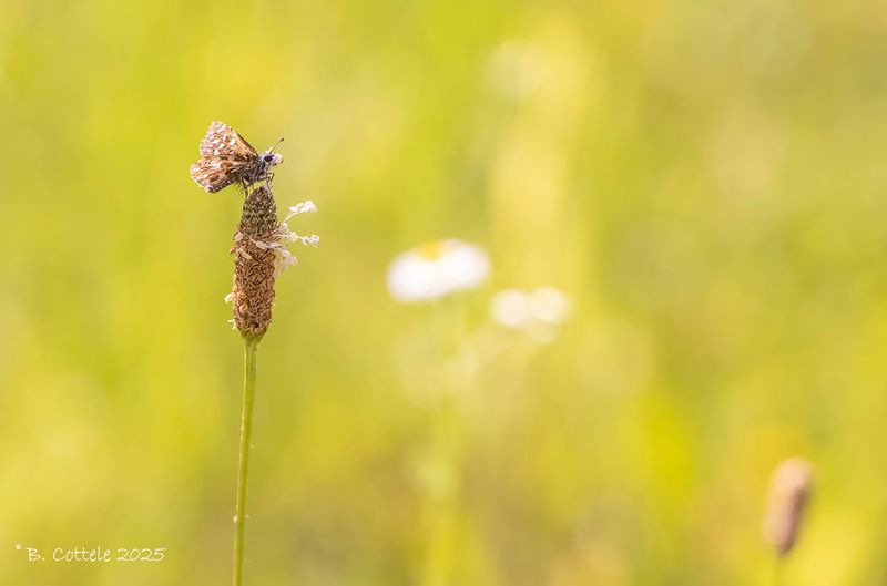Aardbeivlinder - Grizzled skipper - Pyrgus malvae