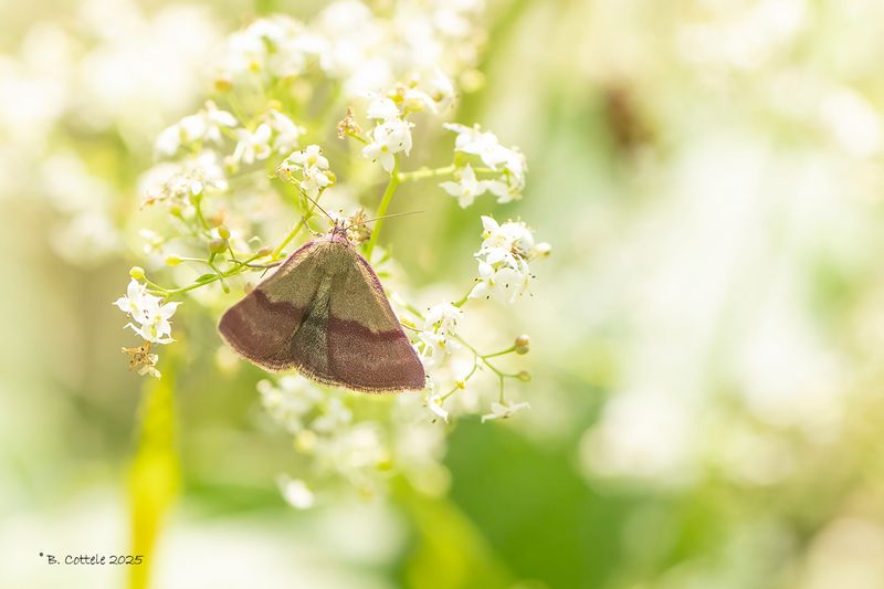 Purperuiltje - Small purple-barred - Phytometra viridaria
