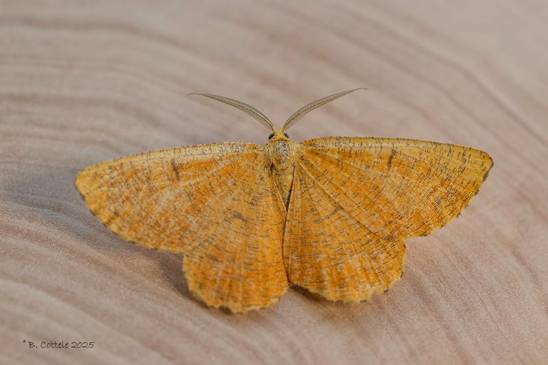 Oranje iepentakvlinder - Orange moth - Angerona prunaria