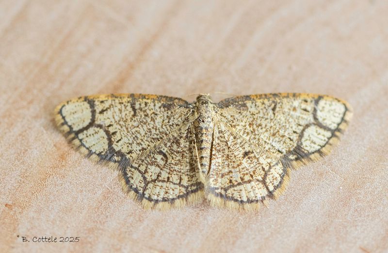 Zoomvlekspanner - Ringed border - Stegania cararia