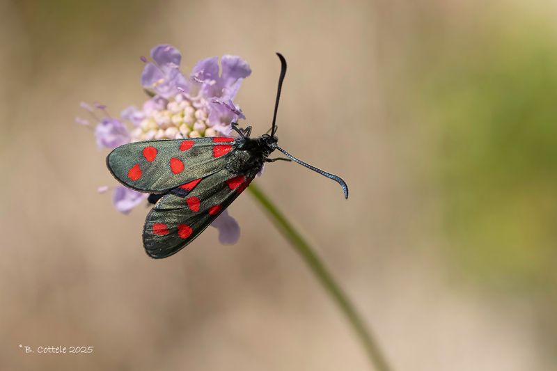 Sint-jansvlinder - Six-spot burnet - Zygaena filipendulae