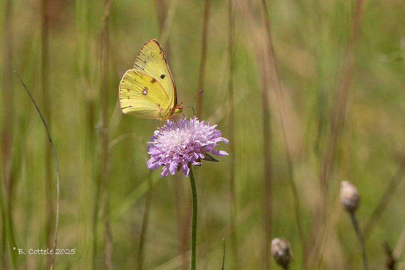Zuidelijke luzernevlinder - Berger's clouded yellow - Colias alfacariensis