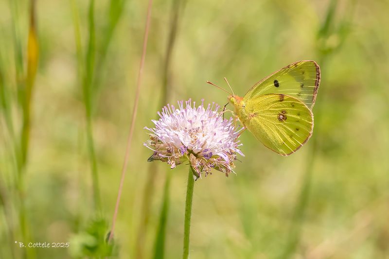 Zuidelijke luzernevlinder - Berger's clouded yellow - Colias alfacariensis