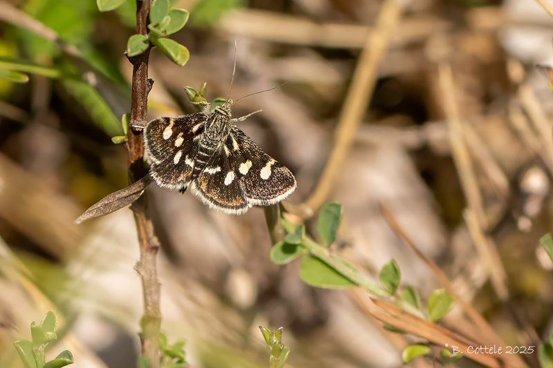 Sneeuwvlekje - Eurrhypis pollinalis