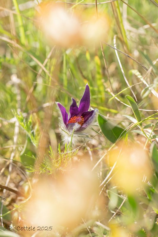 Wildemanskruid - Pasqueflower - Pulsatilla vulgaris