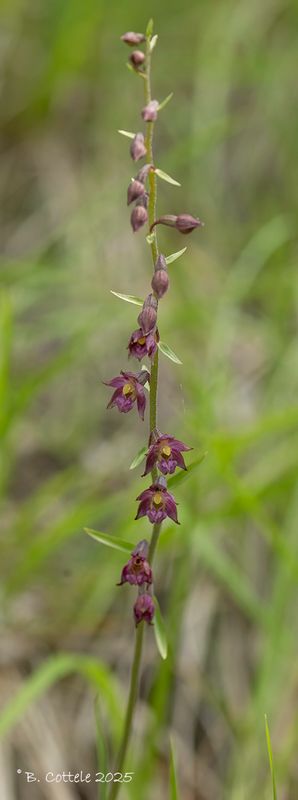 Bruinrode wespenorchis - Dark-red helleborine - Epipactis atrorubens