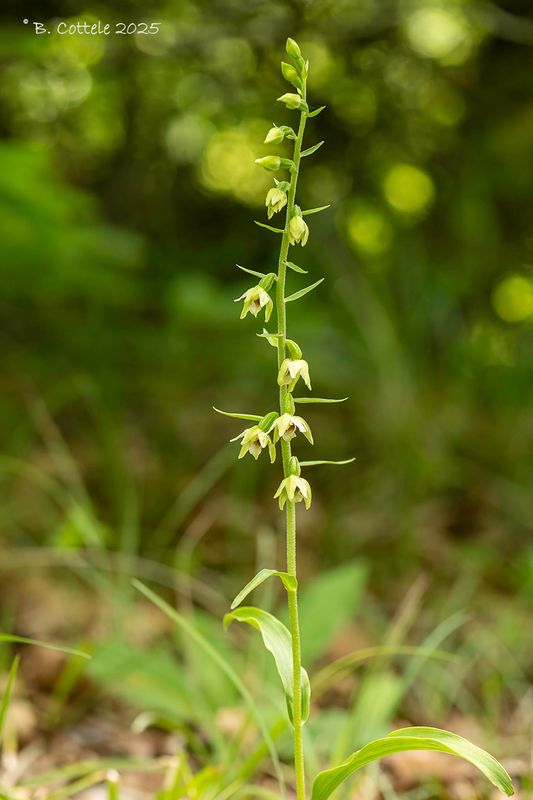 Geelgroene wespenorchis - Epipactis muelleri