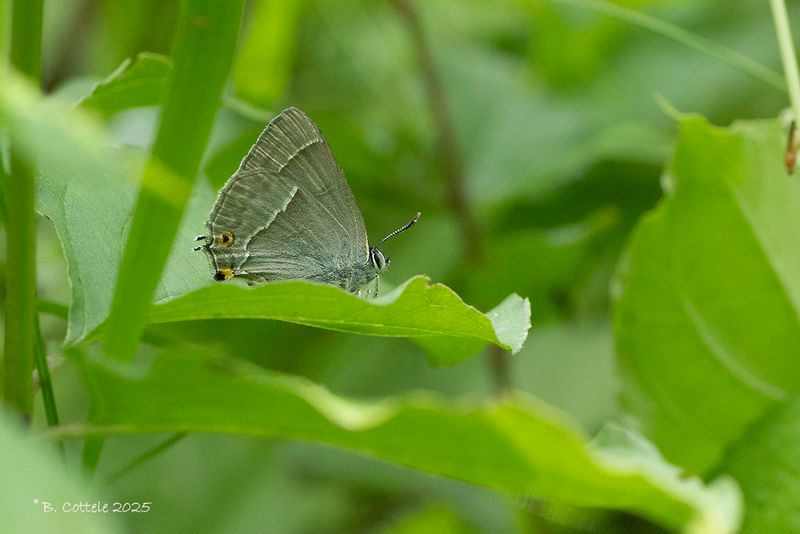 Eikenpage - Purple hairstreak - Favonius quercus