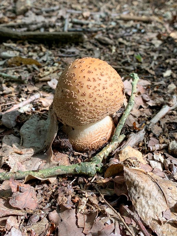 Parelamaniet - Blusher - Amanita rubescens
