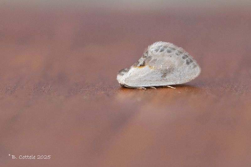 Witte eenstaart - Chinese character - Cilix glaucata