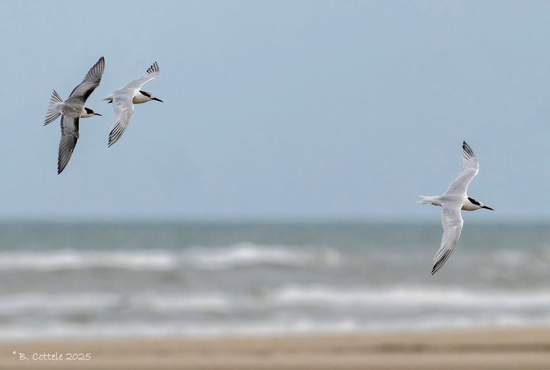 Grote stern - Sandwich tern - Thalasseus sandvicensis