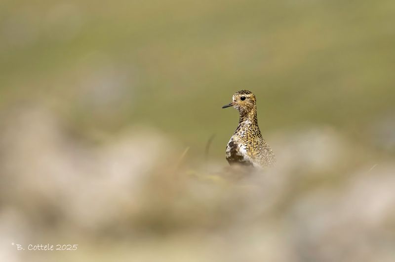 Goudplevier - European golden plover - Pluvialis apricaria