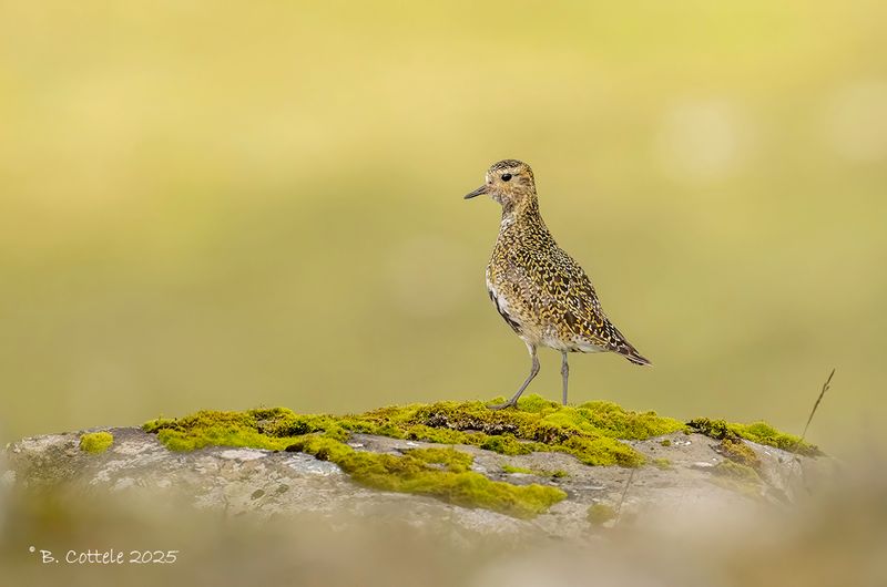 Goudplevier - European golden plover - Pluvialis apricaria