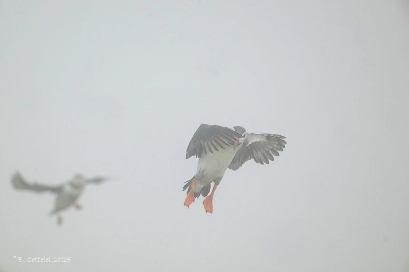 Papegaaiduiker - Atlantic puffin - Fratercula arctica