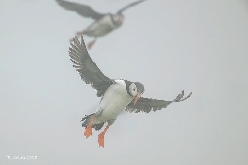 Papegaaiduiker - Atlantic puffin - Fratercula arctica