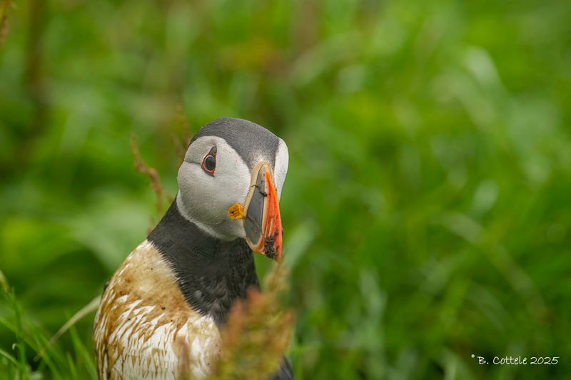 Papegaaiduiker - Atlantic puffin - Fratercula arctica