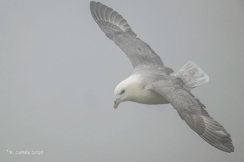 Noordse stormvogel - Northern fulmar - Fulmarus glacialis