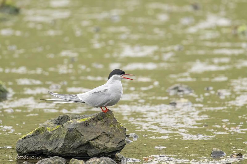 Noordse stern - Arctic tern - Sterna paradisaea