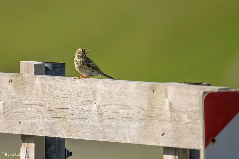 Graspieper - Meadow pipit - Anthus pratensis