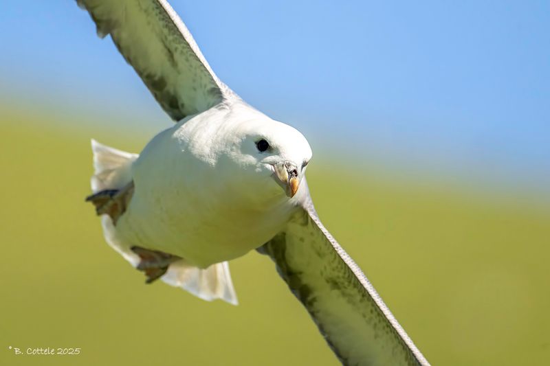 Noordse stormvogel - Northern fulmar - Fulmaris glacialis
