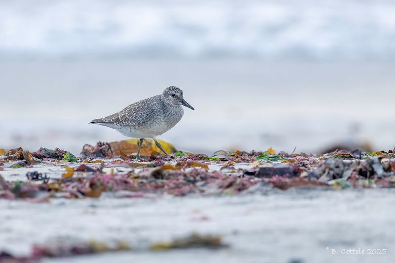 Kanoet - Red knot - Calidris canutus