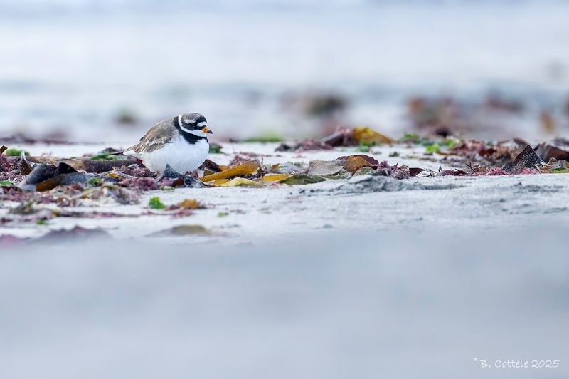 Bontbekplevier - Common ringed plover - Charadrius hiaticula
