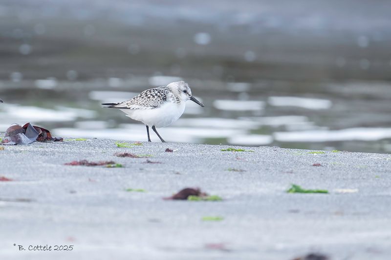 Drieteenstrandloper - Sanderling - Calidris alba