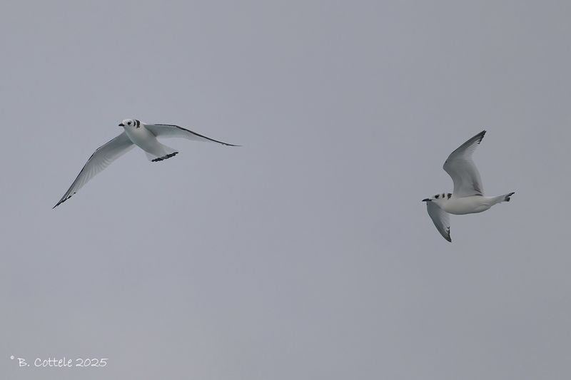 Drieteenmeeuw - Black-legged kittiwake - Rissa tridactyla