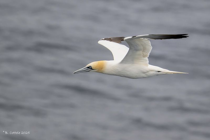 Jan-van-gent - Northern gannet - Morus bassanus
