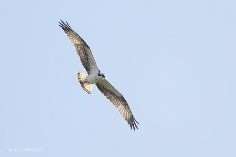 Visarend - Osprey - Pandion haliaetus
