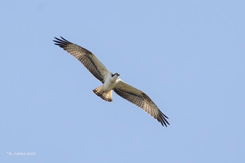 Visarend - Osprey - Pandion haliaetus