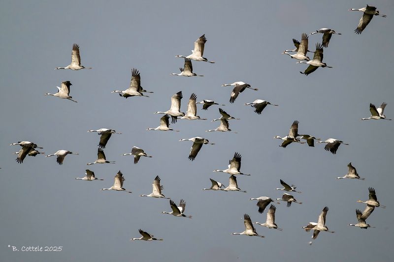Kraanvogel - Common crane - Grus grus