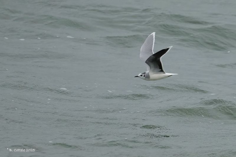Dwergmeeuw - Little gull - Hydrocoloeus minutus