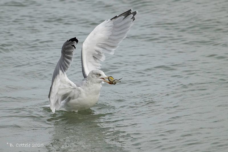 Zilvermeeuw - European Herring gull - Larus argentatus