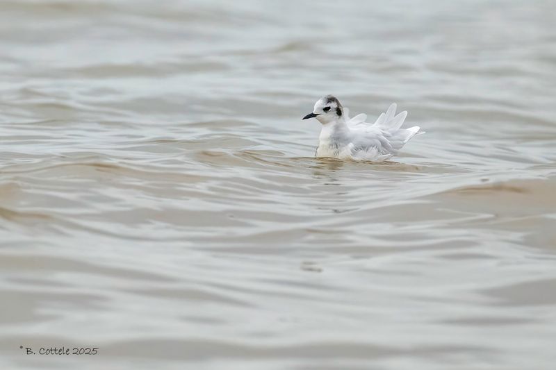 Dwergmeeuw - Little gull - Hydrocoloeus minutus