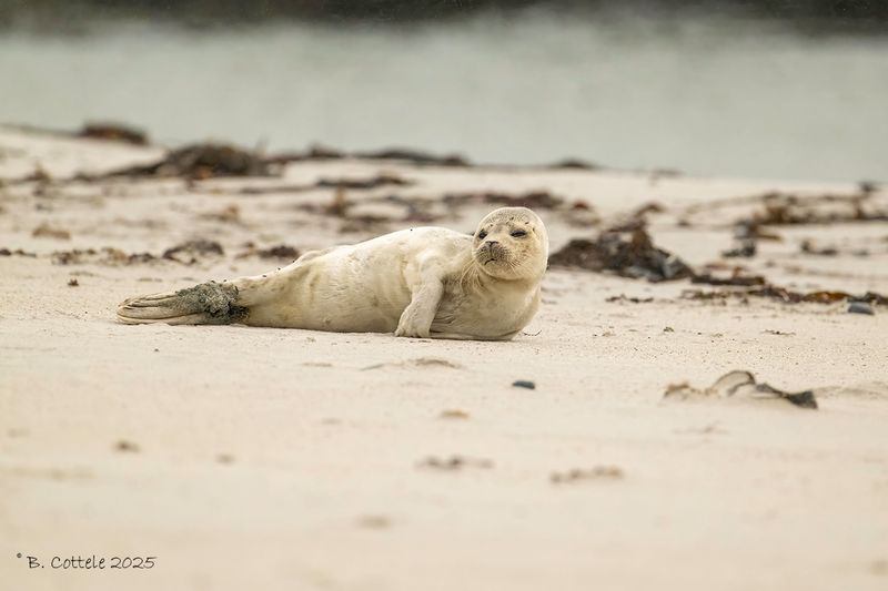 Gewone zeehond - Harbor seal - Phoca vitulina