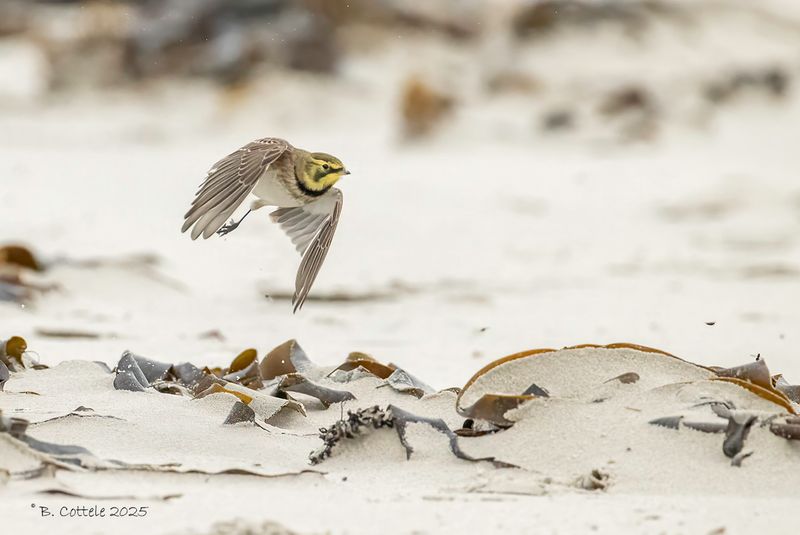 Strandleeuwerik - Horned lark - Eremophila alpestris