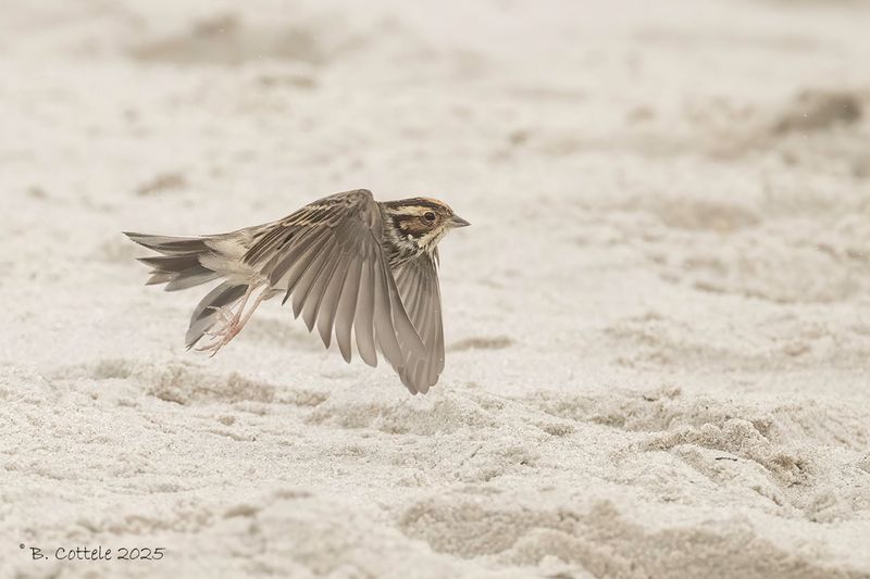 Dwerggors - Little bunting - Emberiza pusilla