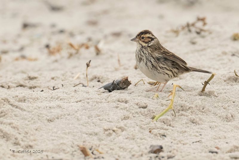 Dwerggors - Little bunting - Emberiza pusilla