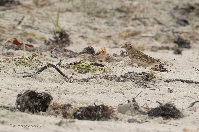 IJsgors - Lapland longspur - Calcarius lapponicus